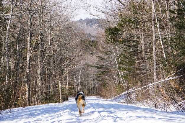 Snow in Japan: Practical Overview